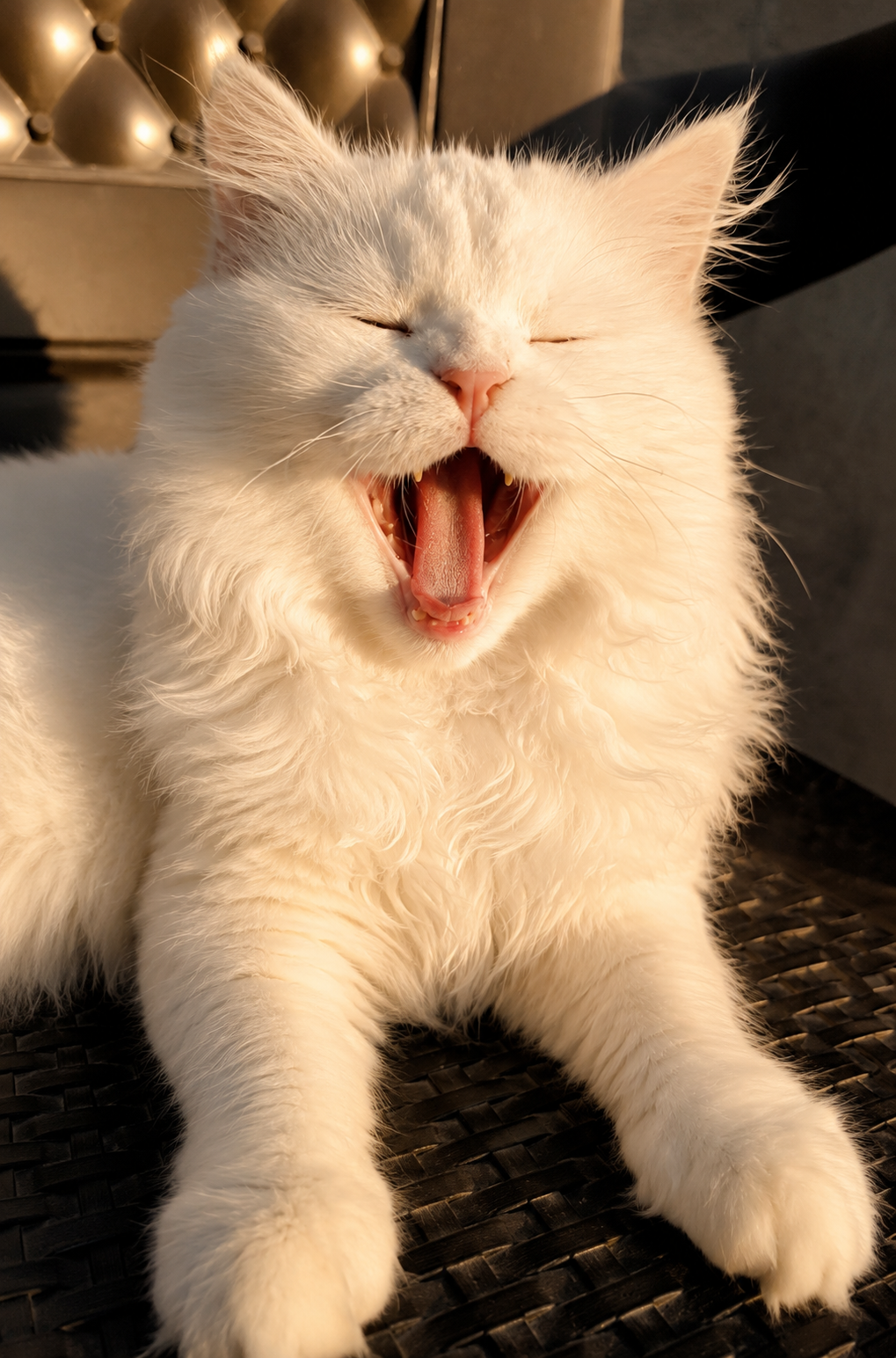 Snowball