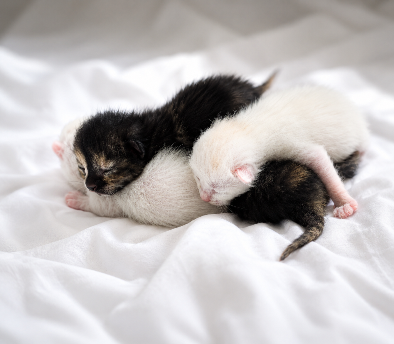 Newborn kittens
