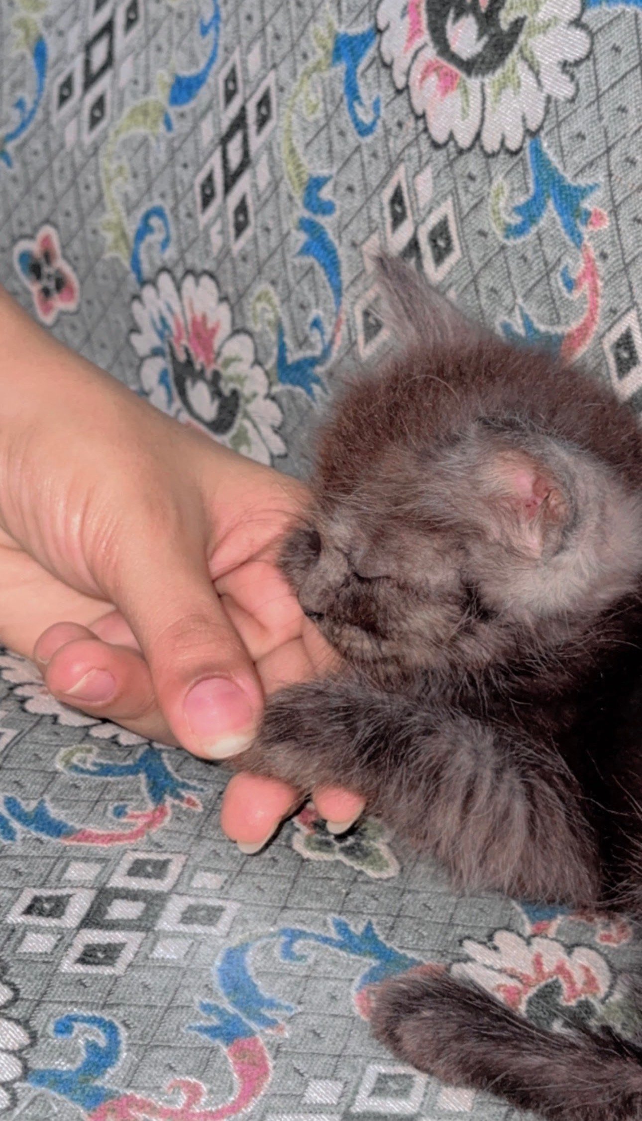 Cat in care